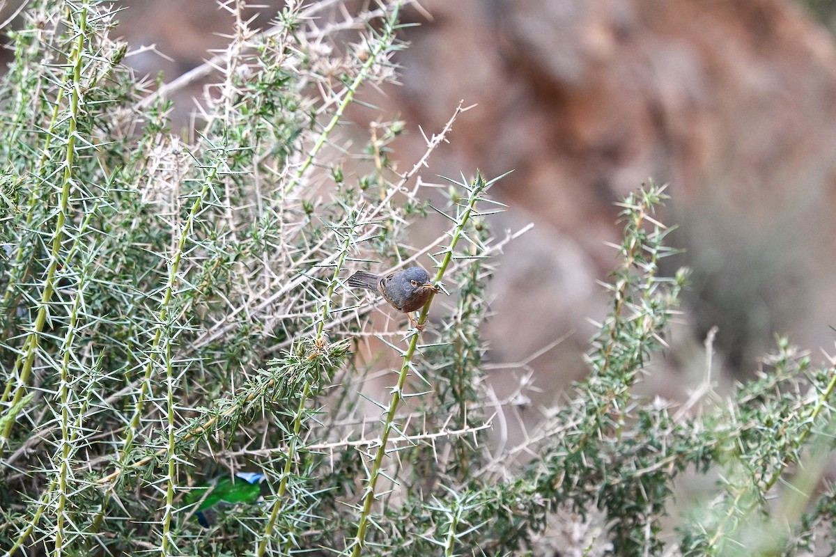 Tristram's Warbler - ML638144297