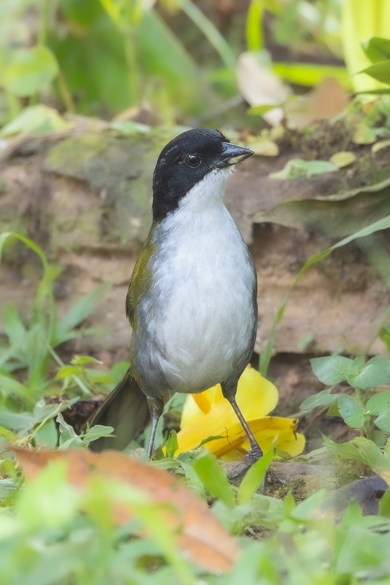 Black-headed Brushfinch - ML638144309