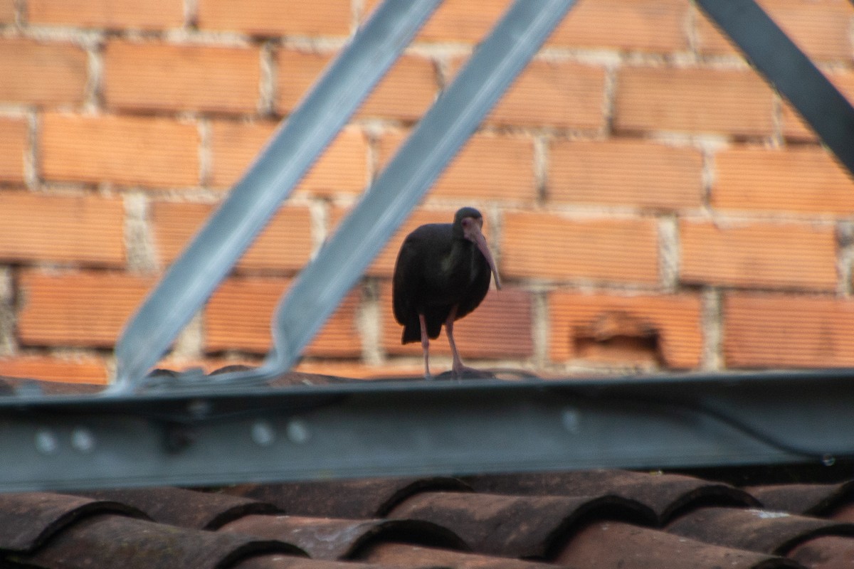 Bare-faced Ibis - ML638144352