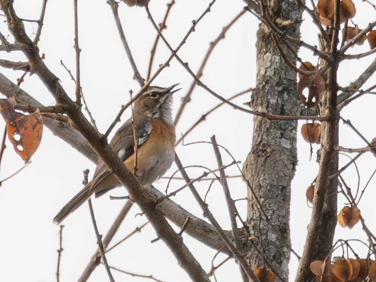 Miombo Scrub-Robin - ML638144432
