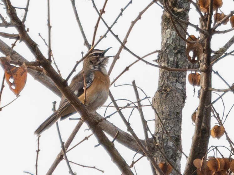 Miombo Scrub-Robin - ML638144433