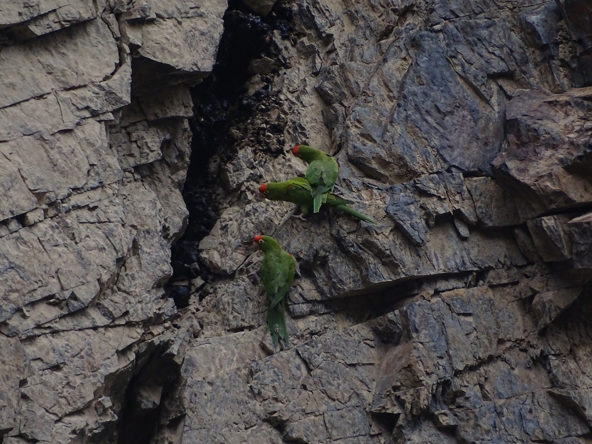Cordilleran Parakeet - ML638144481