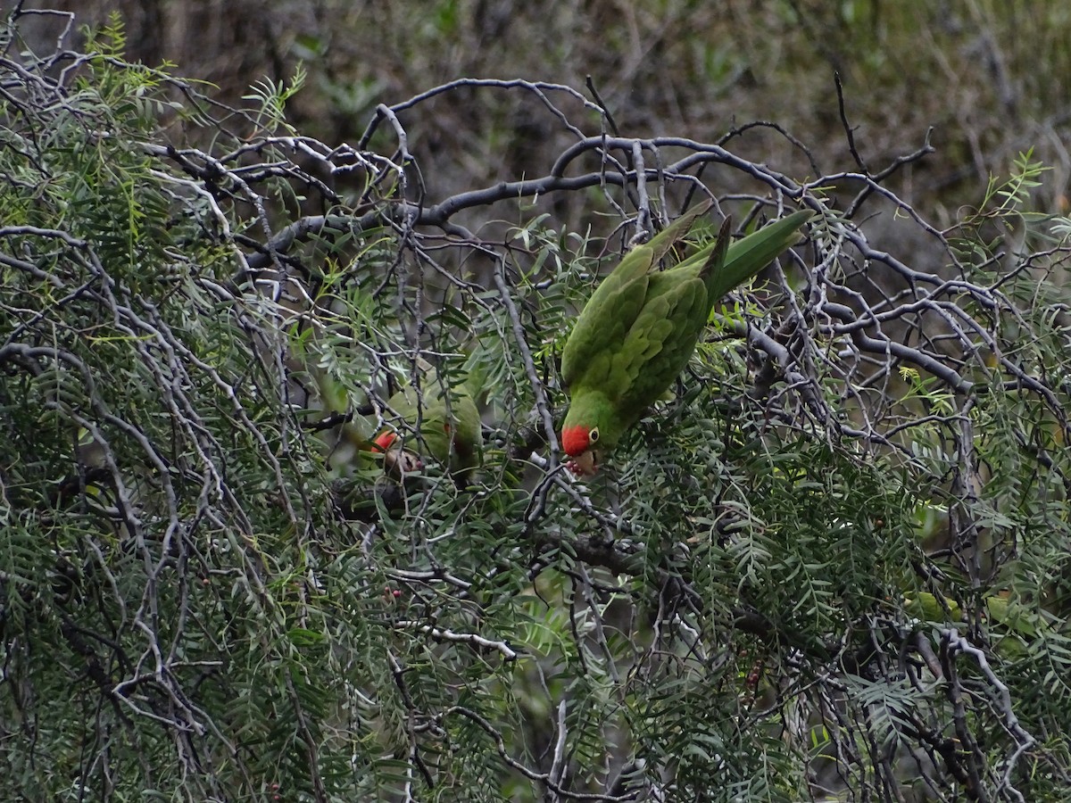 Cordilleran Parakeet - ML638144482