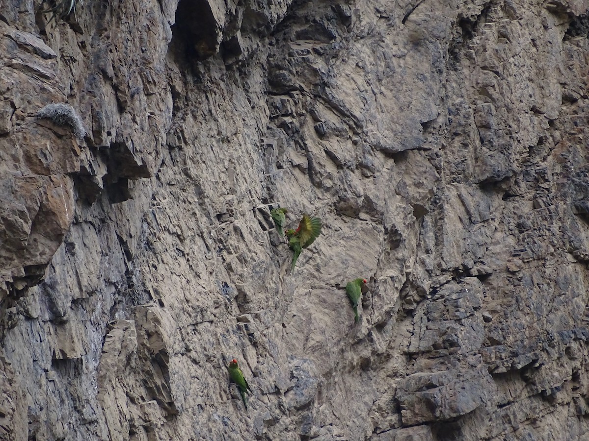 Cordilleran Parakeet - ML638144483