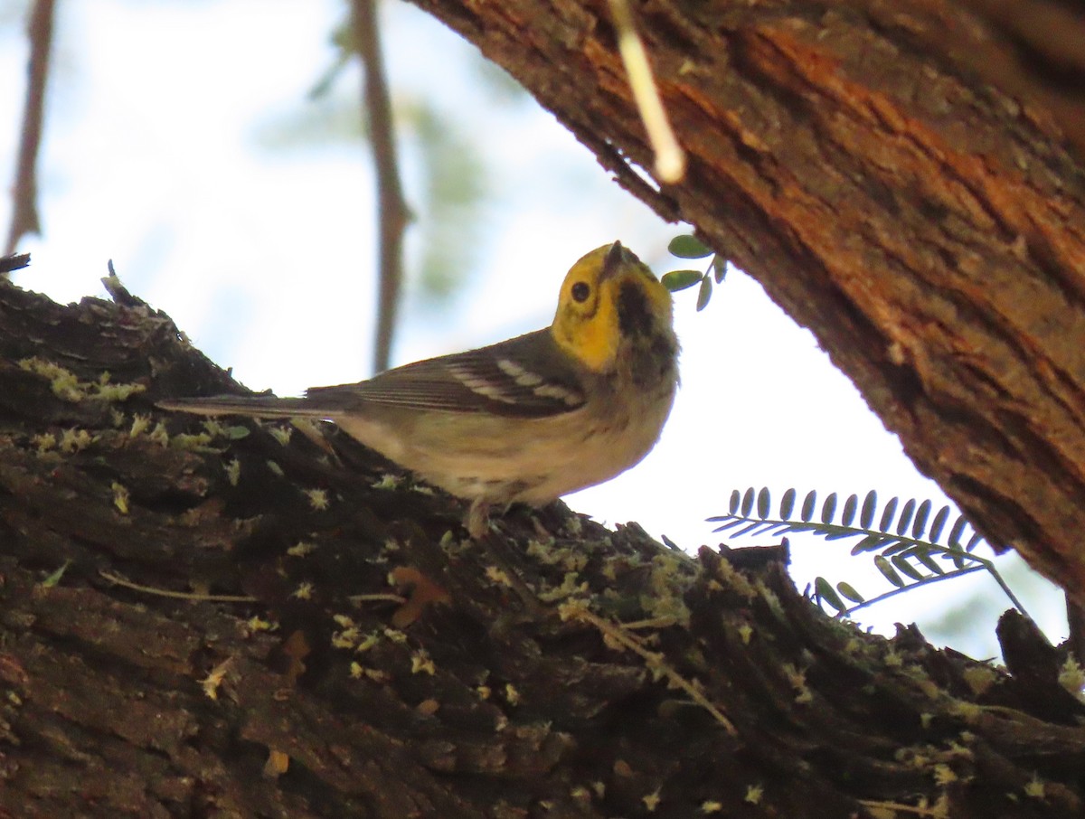 Hermit Warbler - ML638144544