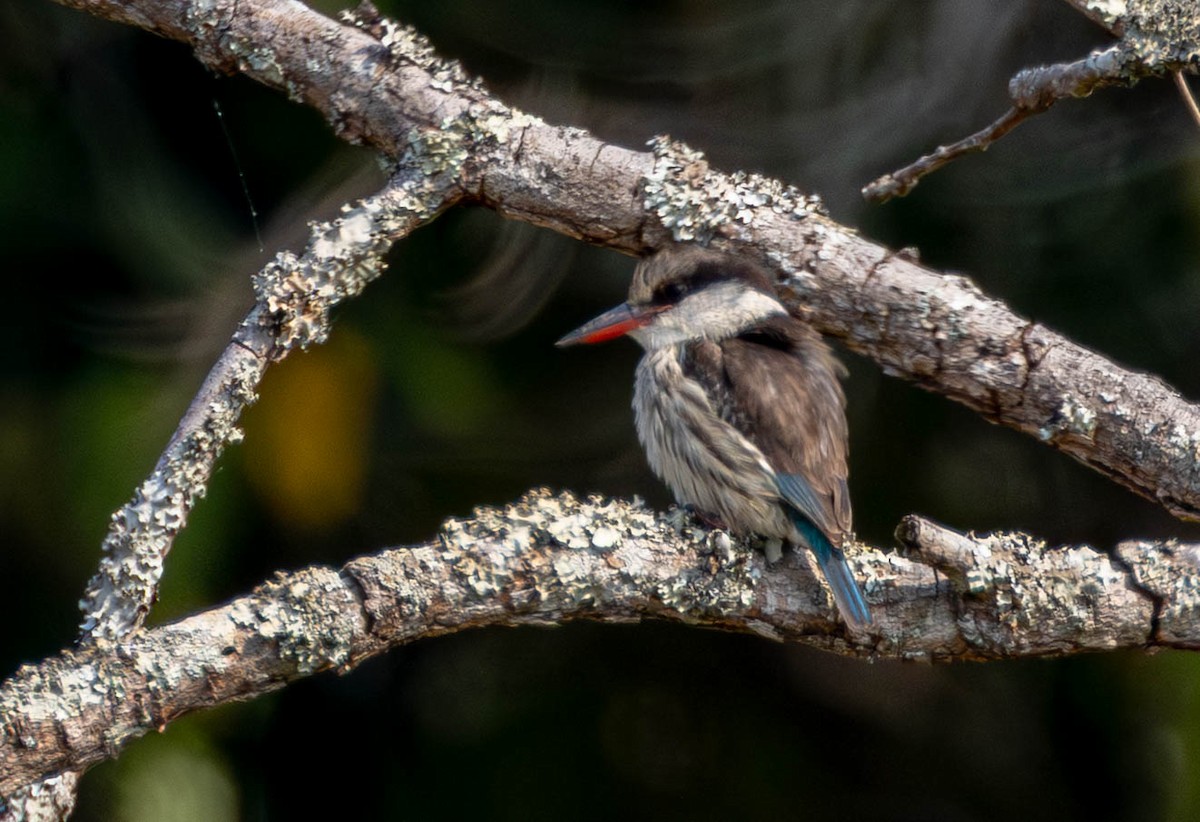 Striped Kingfisher - ML638144551