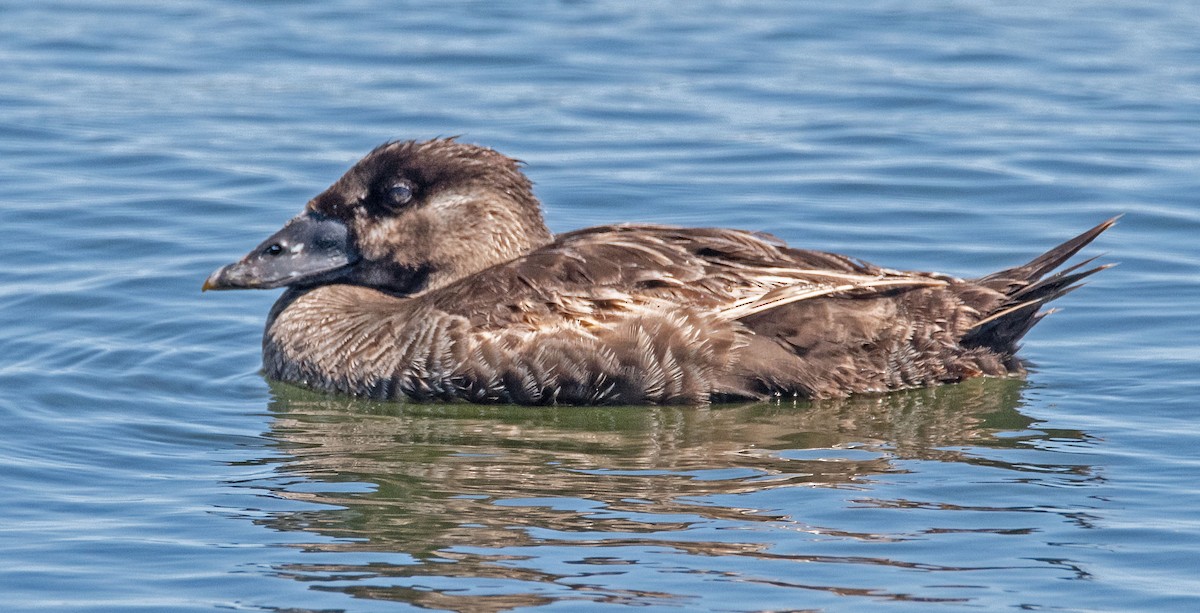 Surf Scoter - ML638144592