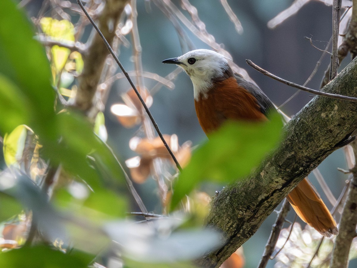 White-headed Robin-Chat - ML638144613