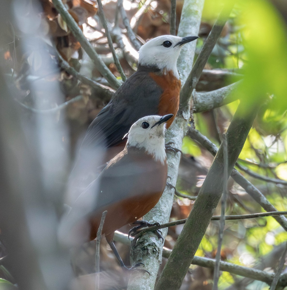 White-headed Robin-Chat - ML638144614