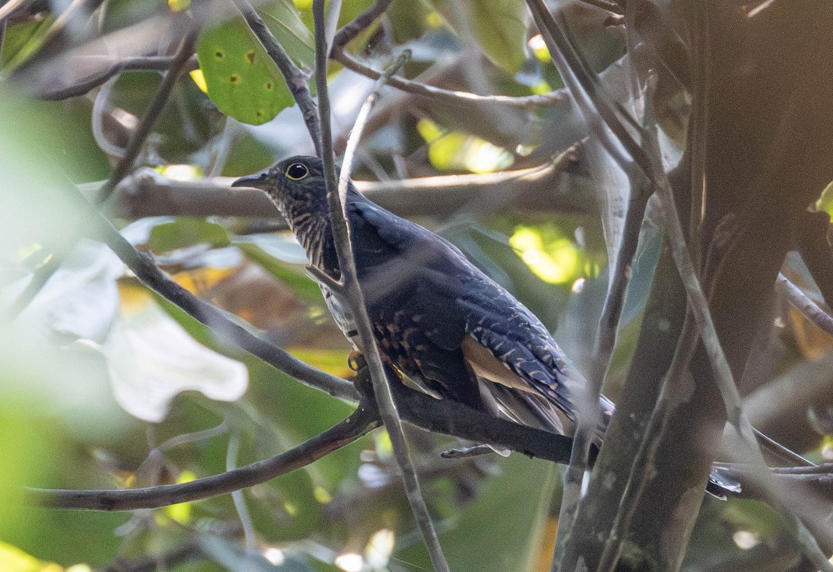 Dusky Long-tailed Cuckoo - ML638144638