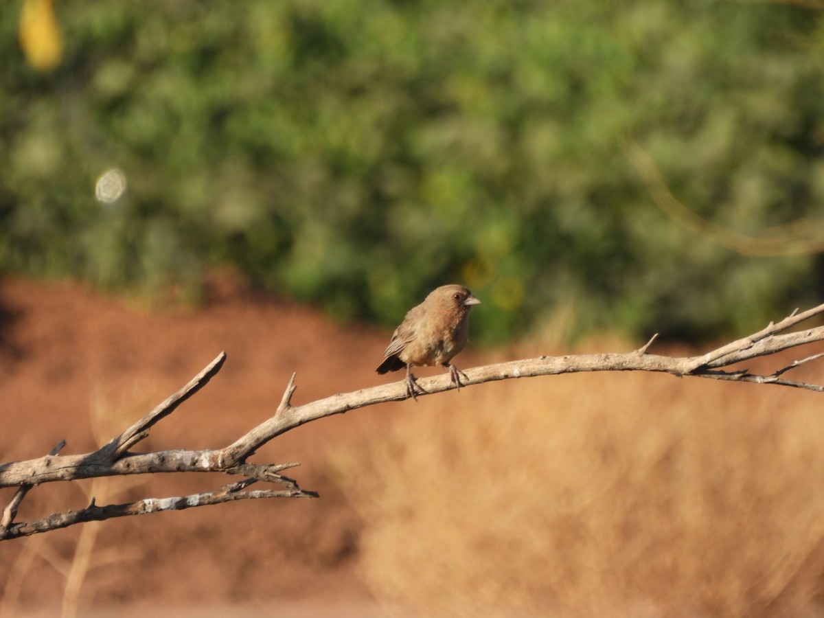 Abert's Towhee - ML638144665