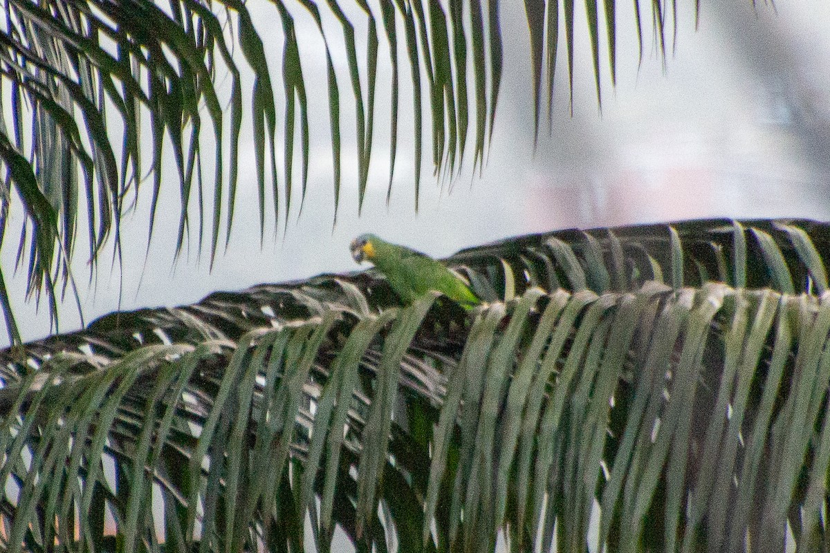 Orange-winged Amazon - ML638144671