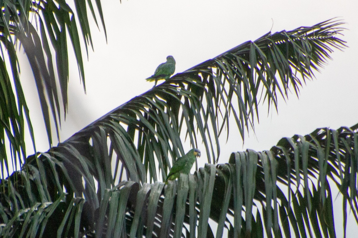 Orange-winged Amazon - ML638144678