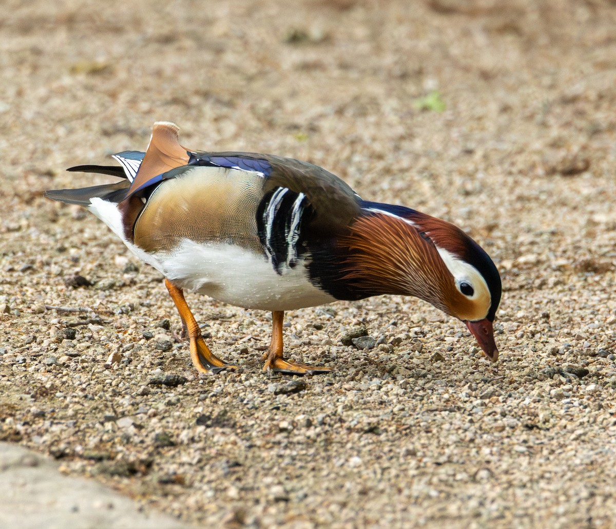 Mandarin Duck - ML638144682