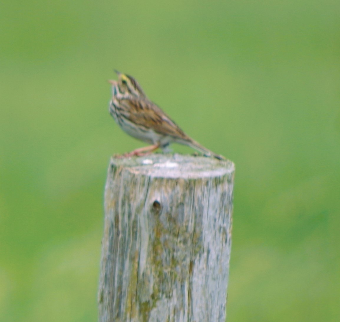 Savannah Sparrow - ML638144683
