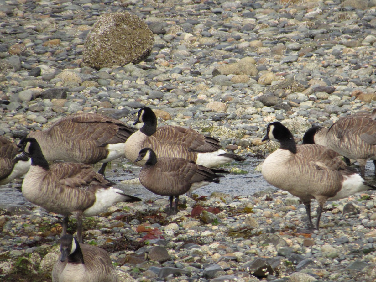 Cackling Goose - ML638144733