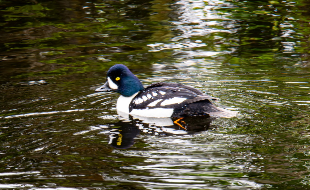 Barrow's Goldeneye - ML638144752