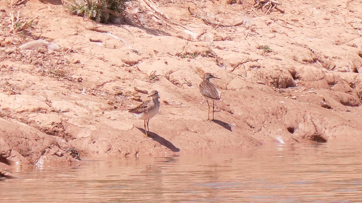 Wood Sandpiper - ML638144780