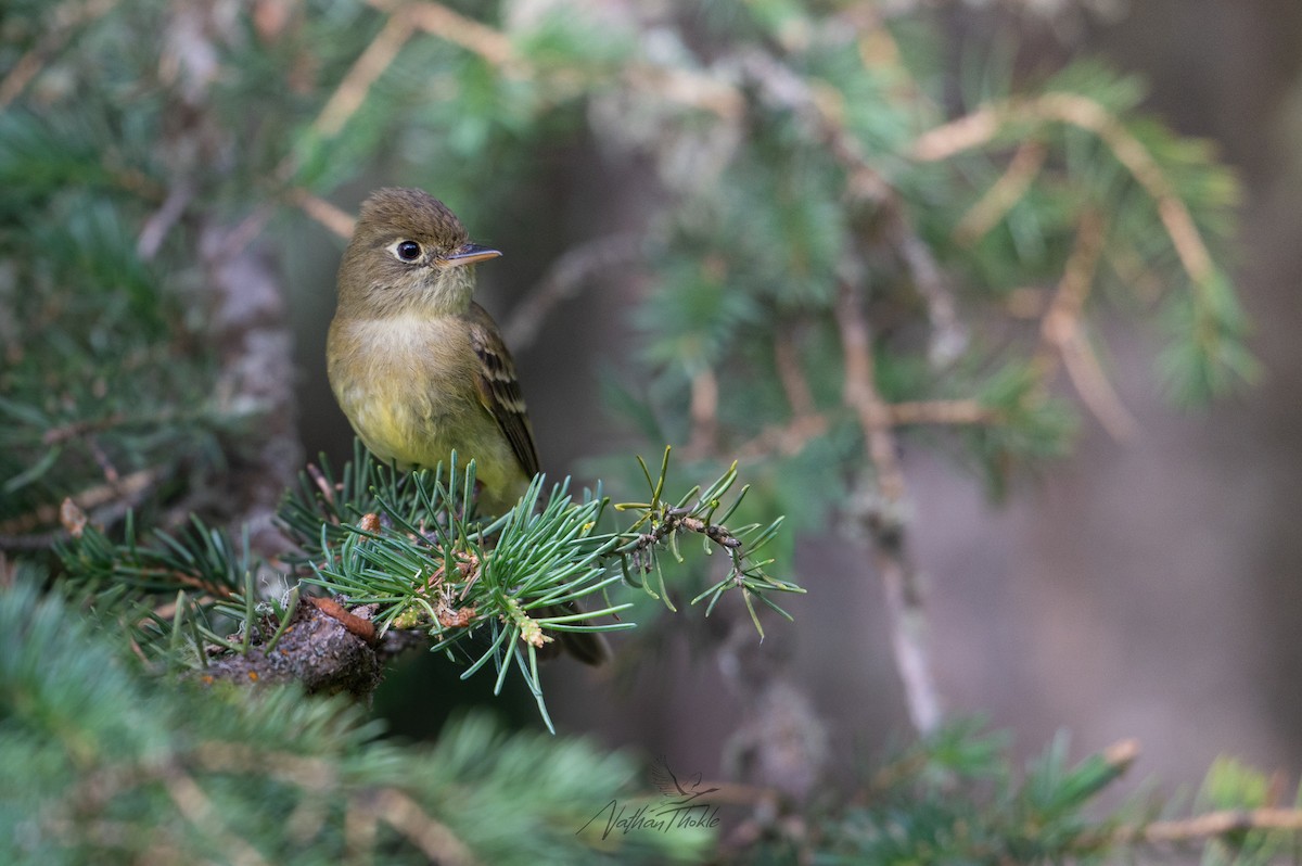 Western Flycatcher - ML638144819