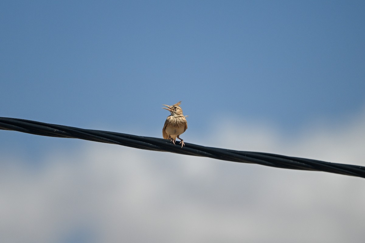 Crested Lark (Maghreb) - ML638144835