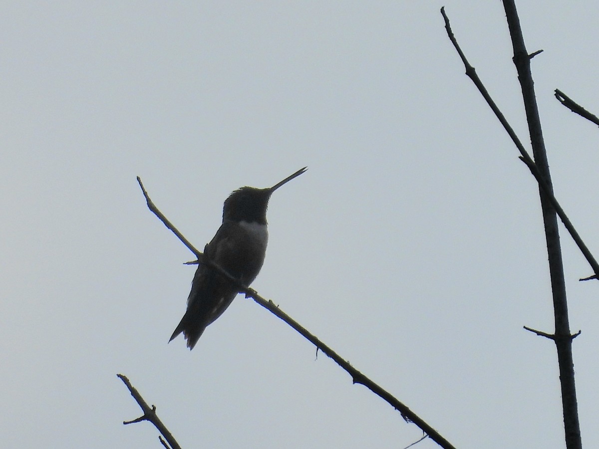 Ruby-throated Hummingbird - ML638144836