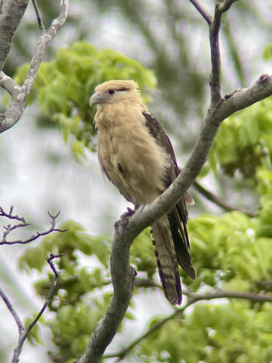 Yellow-headed Caracara - ML638144837