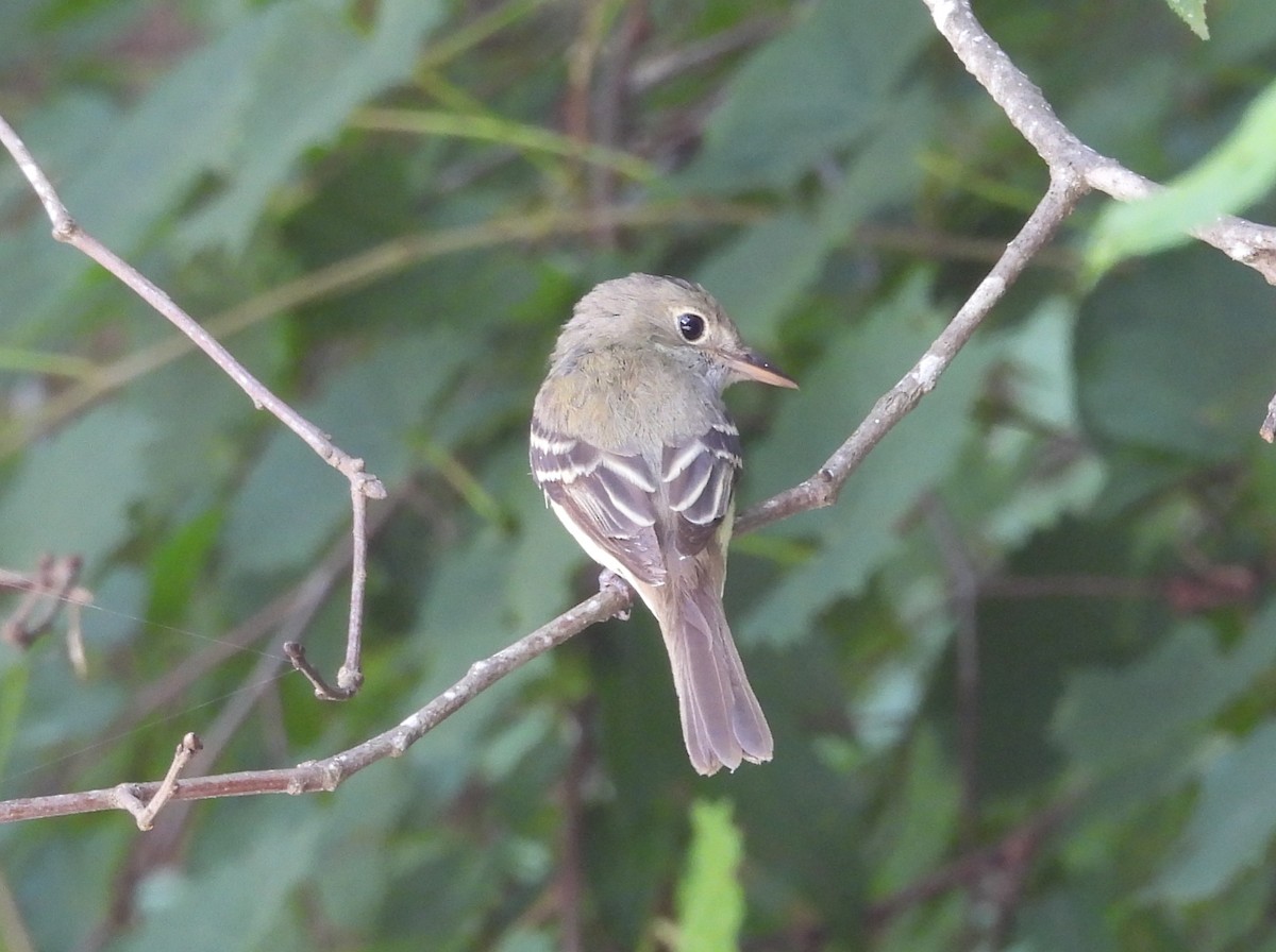 Acadian Flycatcher - ML638144842