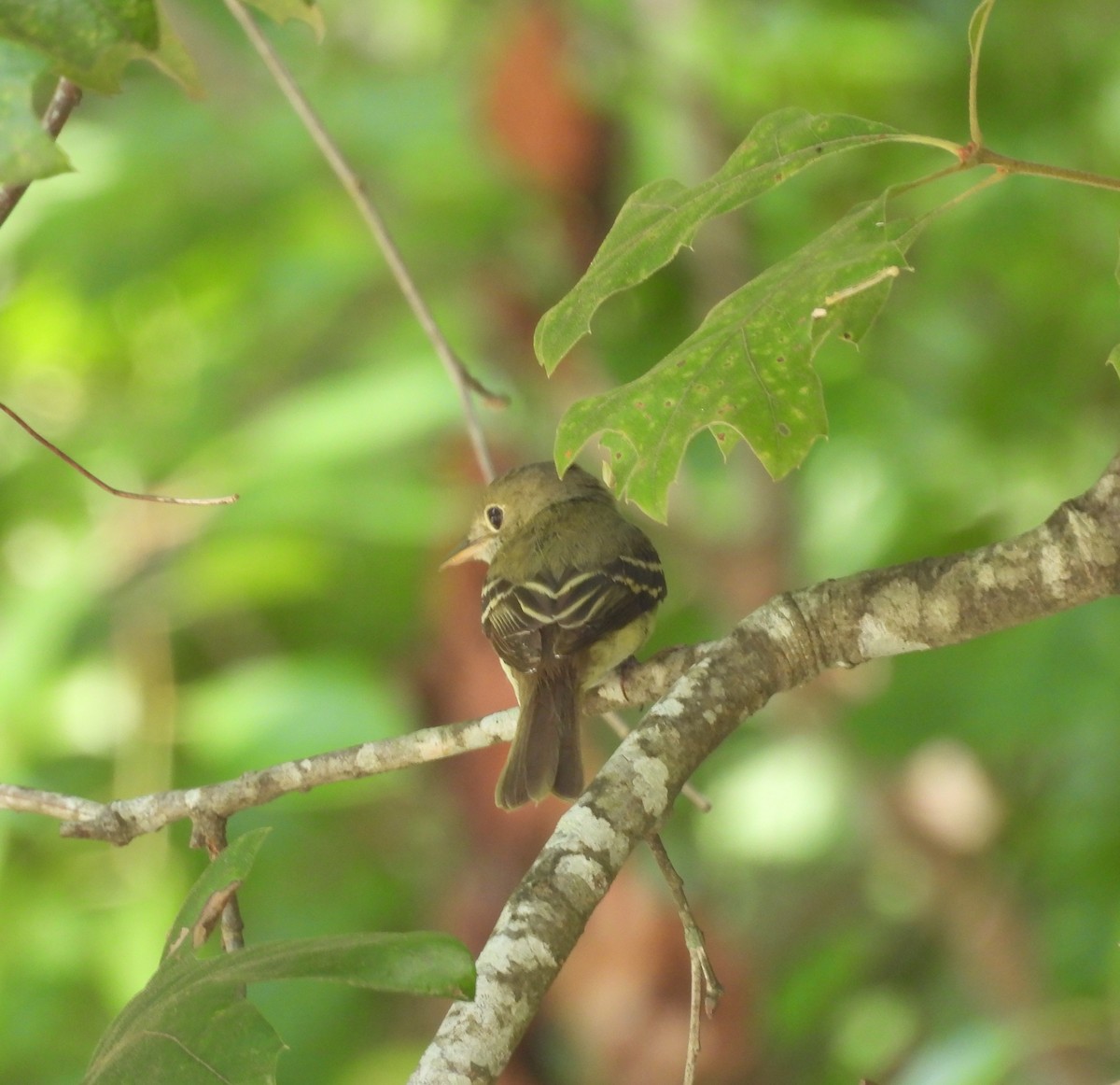 Acadian Flycatcher - ML638144843