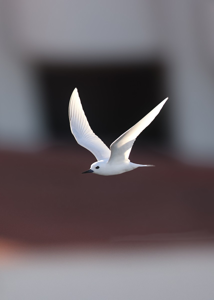 White Tern (Pacific) - ML638144859