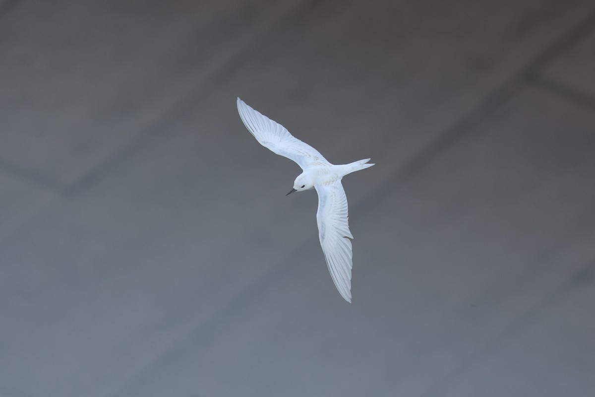 White Tern (Pacific) - ML638144862
