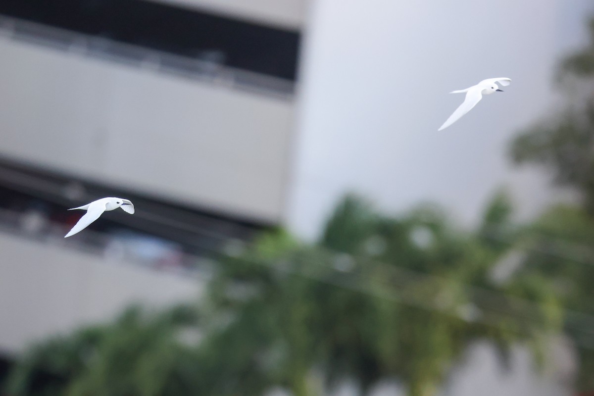 White Tern (Pacific) - ML638144863