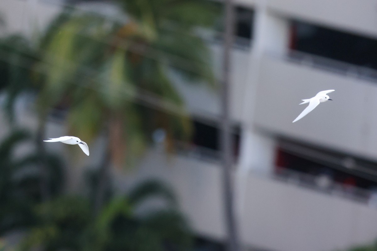 White Tern (Pacific) - ML638144865