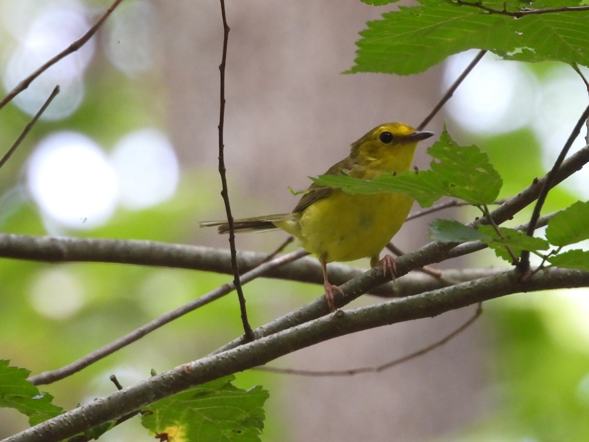 Hooded Warbler - ML638144873