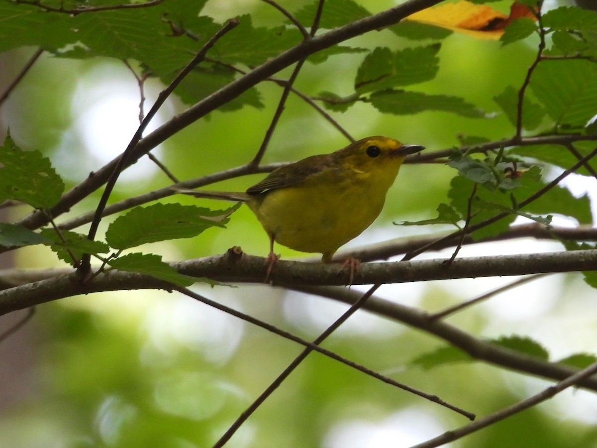 Hooded Warbler - ML638144874