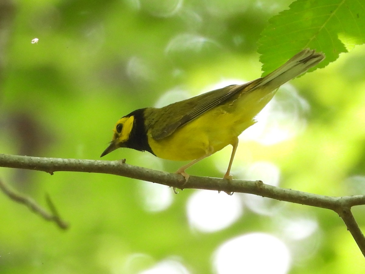 Hooded Warbler - ML638144875
