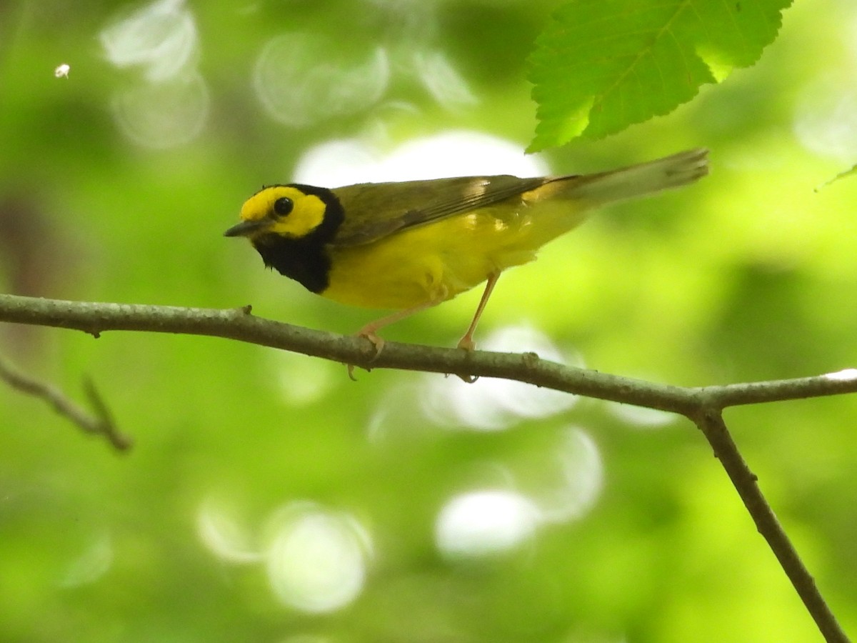 Hooded Warbler - ML638144876