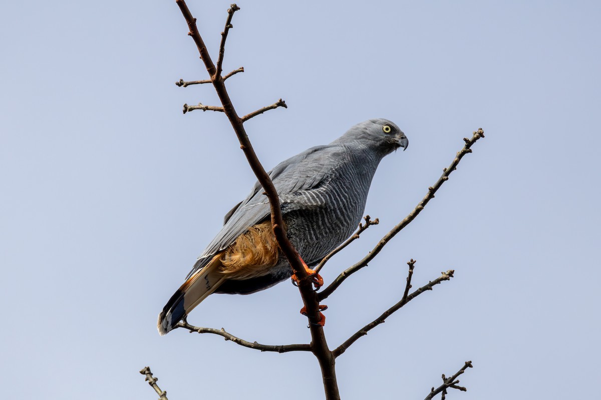 Crane Hawk - ML638144901