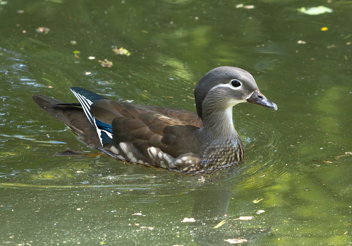 Mandarin Duck - ML638144910
