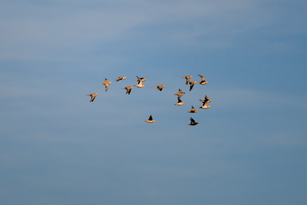 Spotted Sandgrouse - ML638144939