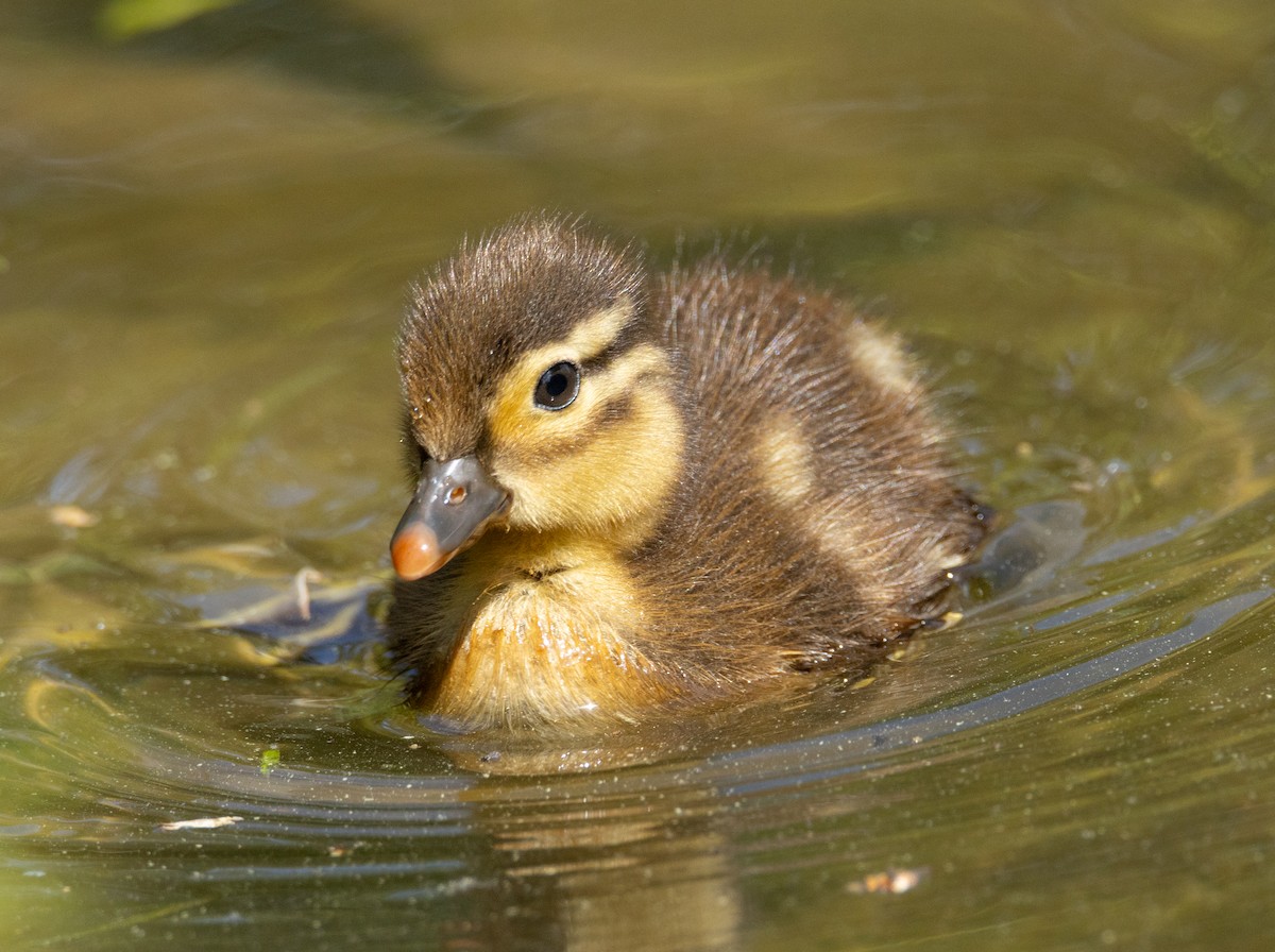 Mandarin Duck - ML638144941