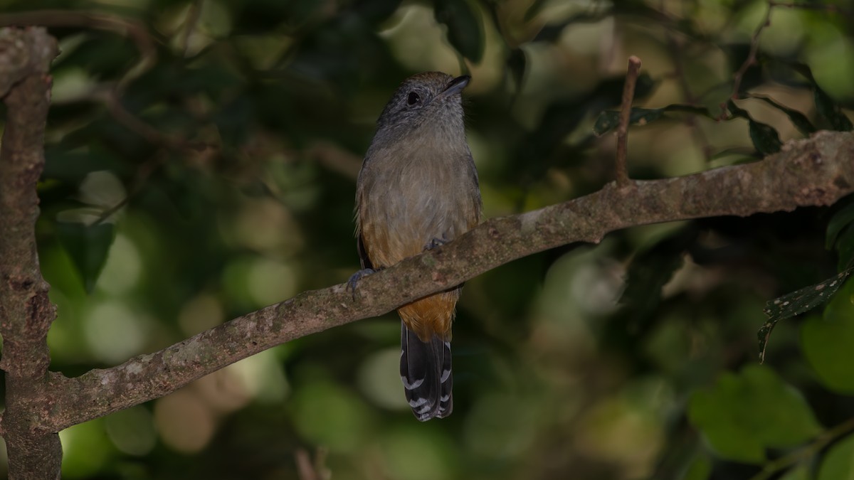 Variable Antshrike - ML638144962