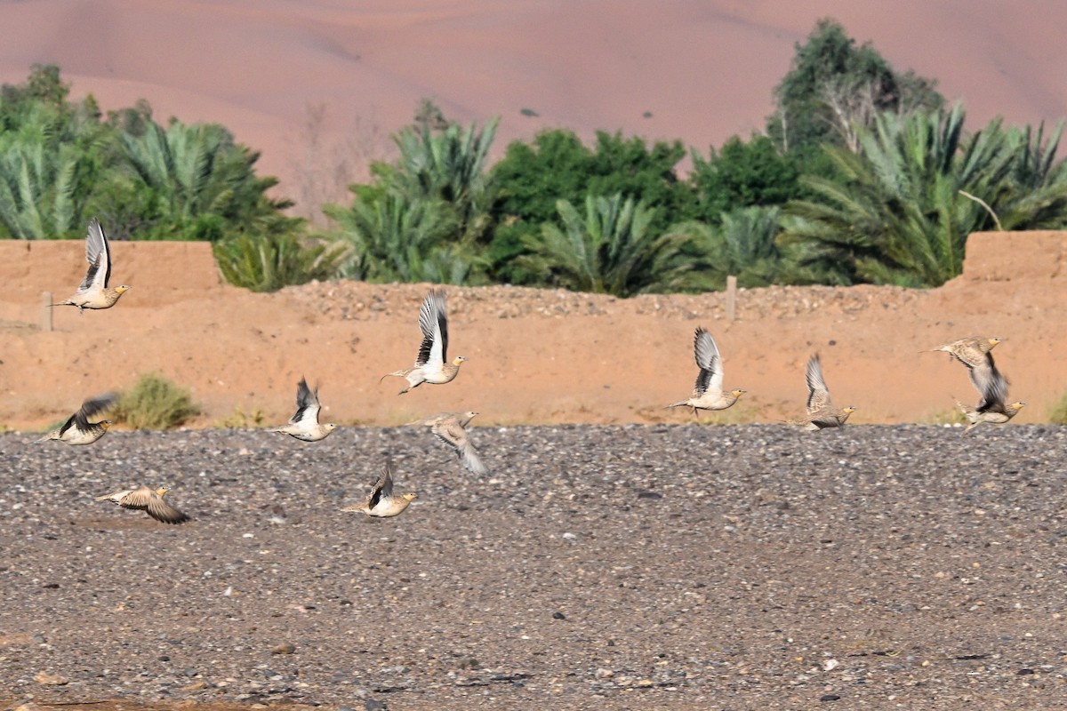 Spotted Sandgrouse - ML638144972