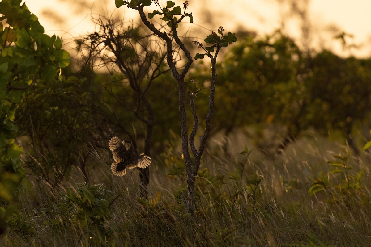 Crested Bobwhite - ML638144998