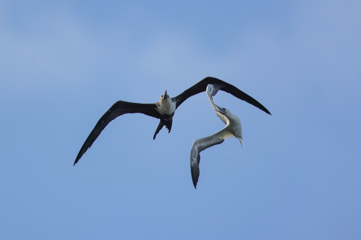 Bindenfregattvogel - ML638145002