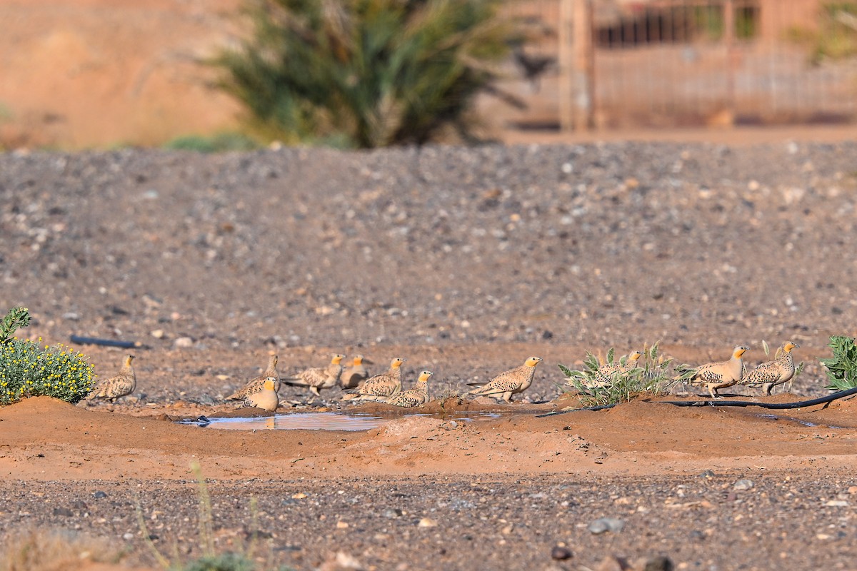 Spotted Sandgrouse - ML638145003