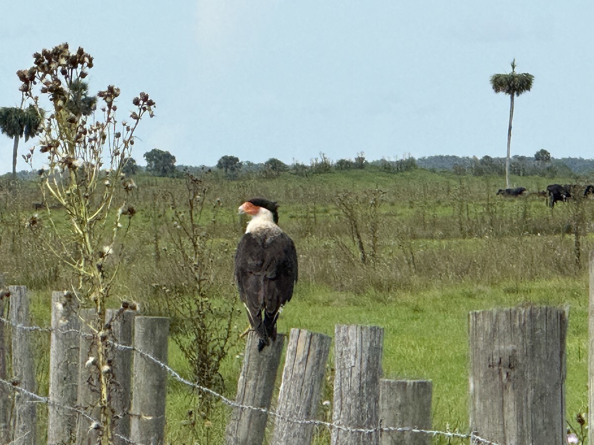 Crested Caracara - ML638145077