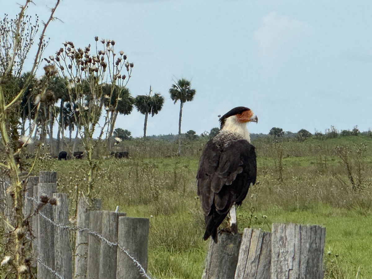 Crested Caracara - ML638145078