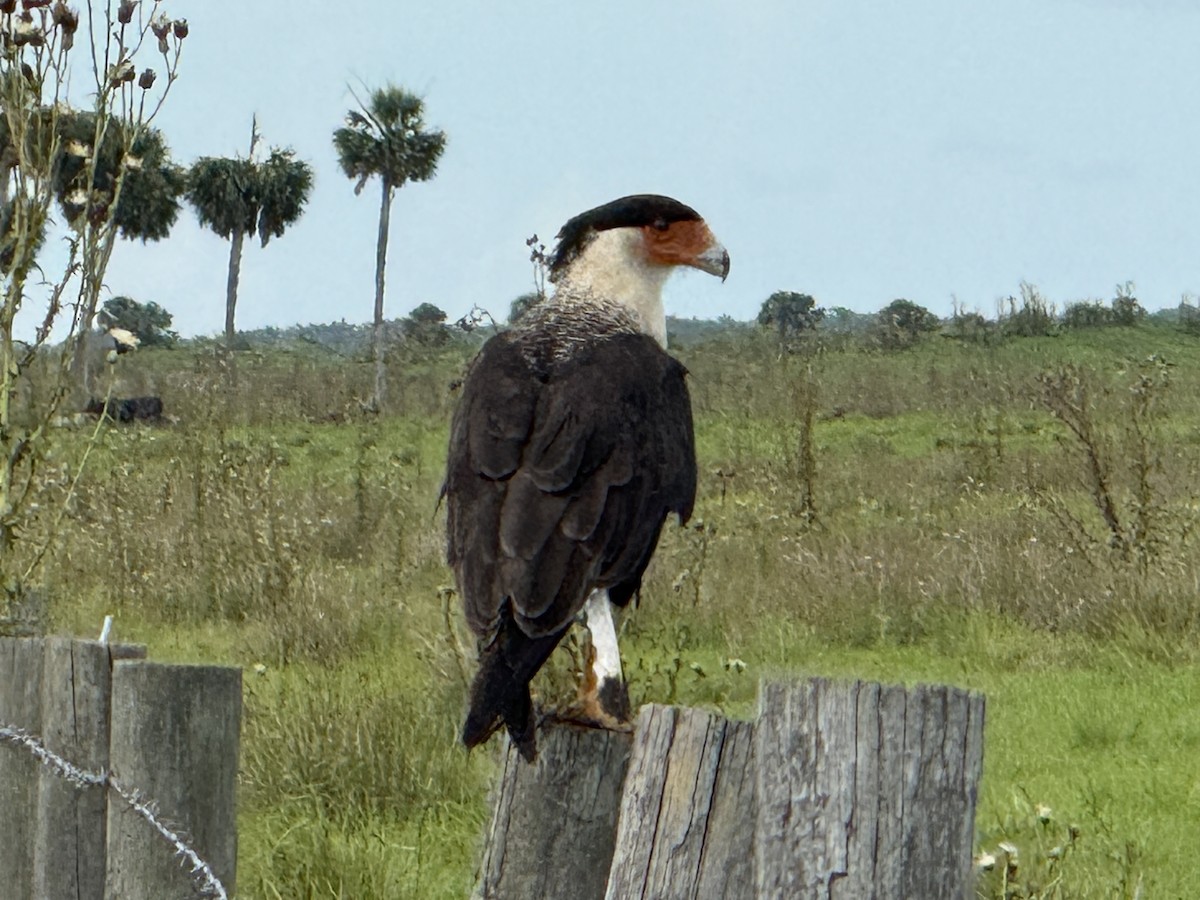 Crested Caracara - ML638145080