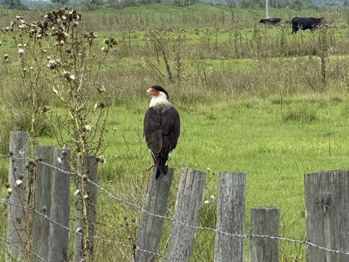 Crested Caracara - ML638145081