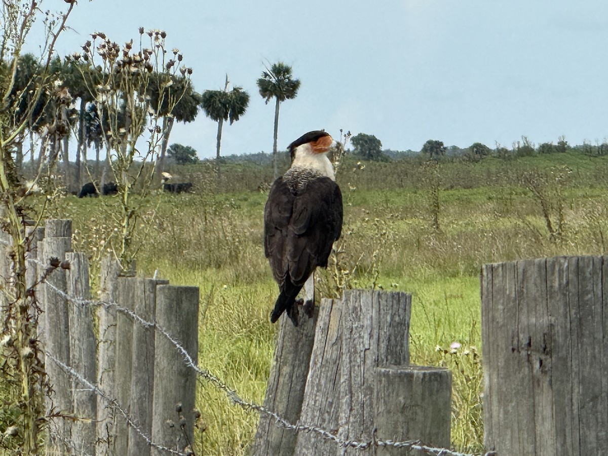 Crested Caracara - ML638145082